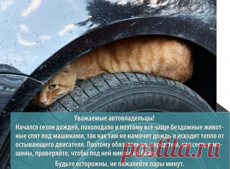 коты