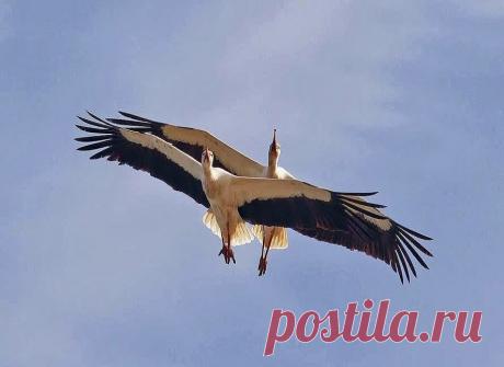 Отвлекись от повседневной суеты,
И внимательней взгляни по сторонам.
Часто мы не замечаем красоты,
Что подарена самой природой нам.
Жизнь прекрасна, насладись ее дарами.
Впитывай мелодии и звуки,
Возвеличь ее душевными стихами,
Приложи к искусству свои руки.
Сделай так, чтоб на планете стало
Чуточку счастливей и прекрасней.
Даже если это будет малость,
Значит, жил ты в мире не напрасно.