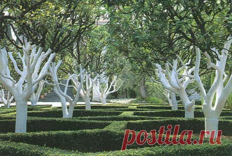 Побелка деревьев весной: состав побелки