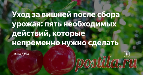 Уход за вишней после сбора урожая: пять необходимых действий, которые непременно нужно сделать Если хотите и на будущий год собрать много ягод, конечно. На сегодняшний день все плоды уже собраны. Но будет ошибкой считать, будто бы вишневые деревья не нуждаются в уходе после сбора урожая. За время, пока вишня цветочки набирала, завязывалась и спела, земля под кустами уже успела истощиться. Так что не поленитесь и поухаживайте за вашим садиком – и на будущий год вишня вас отблагодарит.