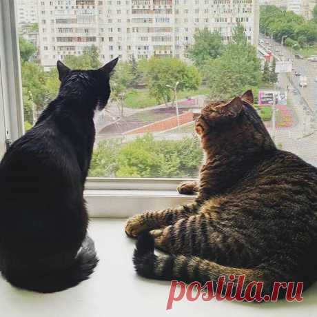 Блинчик и Макс, оконные коты