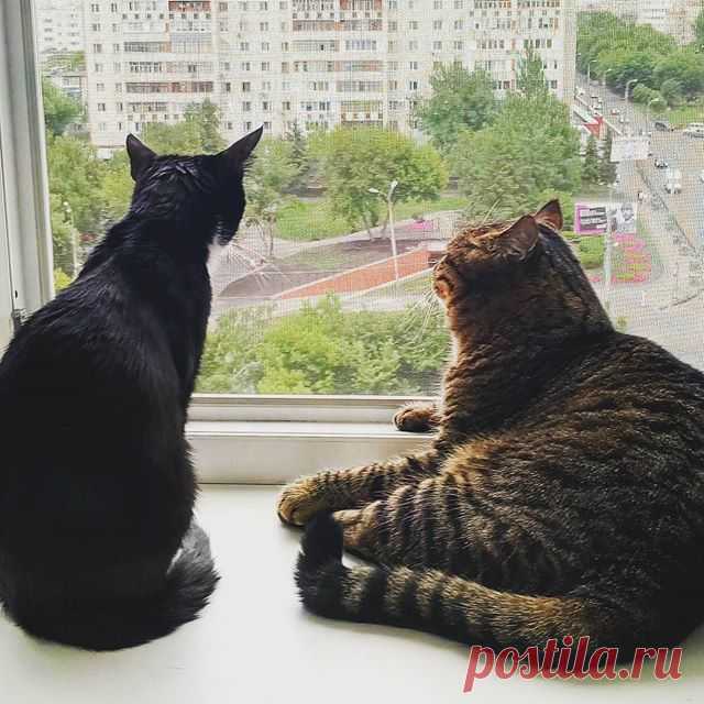 Блинчик и Макс, оконные коты