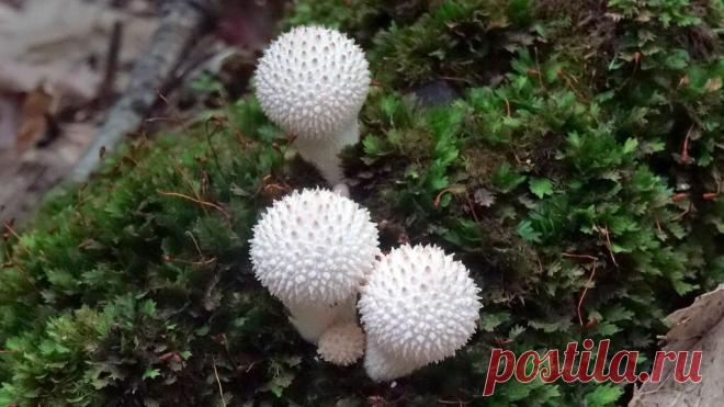 Когда дождевик заслуживает внимания | Это грибы! | Яндекс Дзен