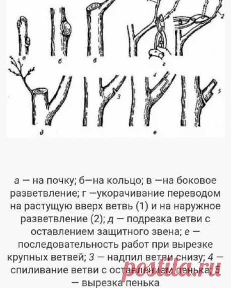 Главные правила осенней обрезки плодовых деревьев и кустов: когда и как правильно это делать