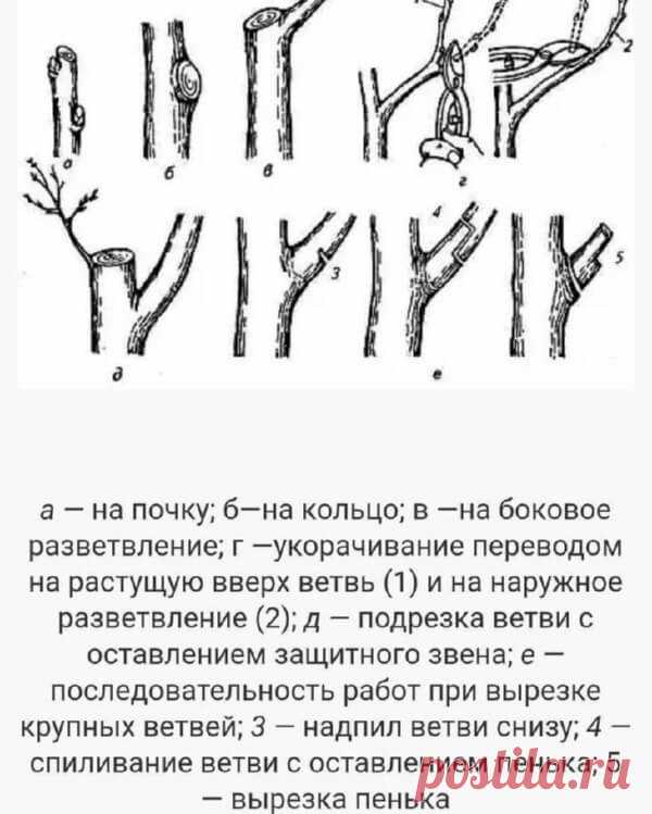Главные правила осенней обрезки плодовых деревьев и кустов: когда и как правильно это делать
