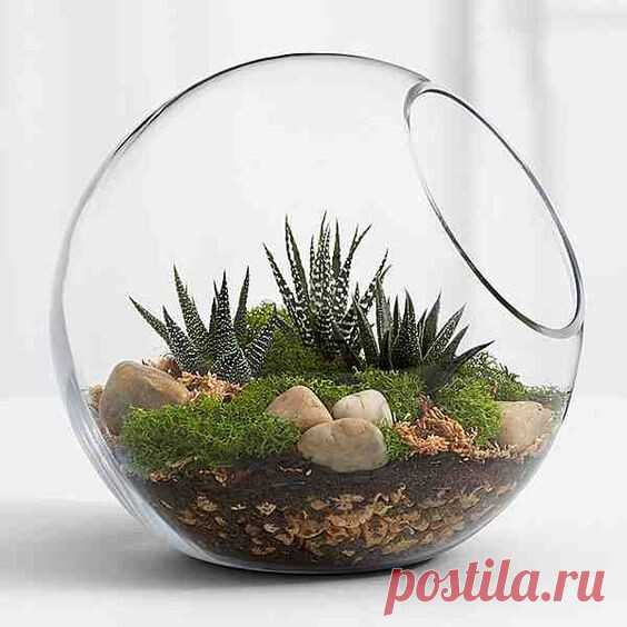 Как создать флорариум?
Рассказ от Оксаны Козловой, написанный в 