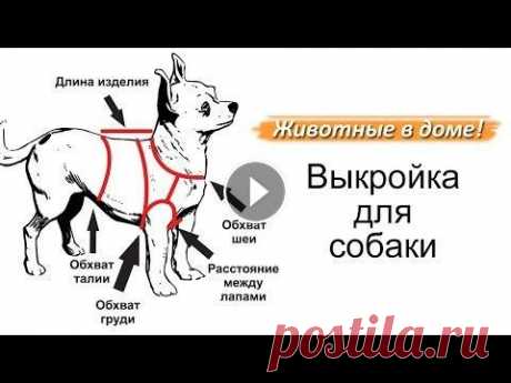 Выкройка для собаки. СПАСИБО ЗА ПОДПИСКУ! Как построить выкройку для собаки своими руками. Основные мерки....