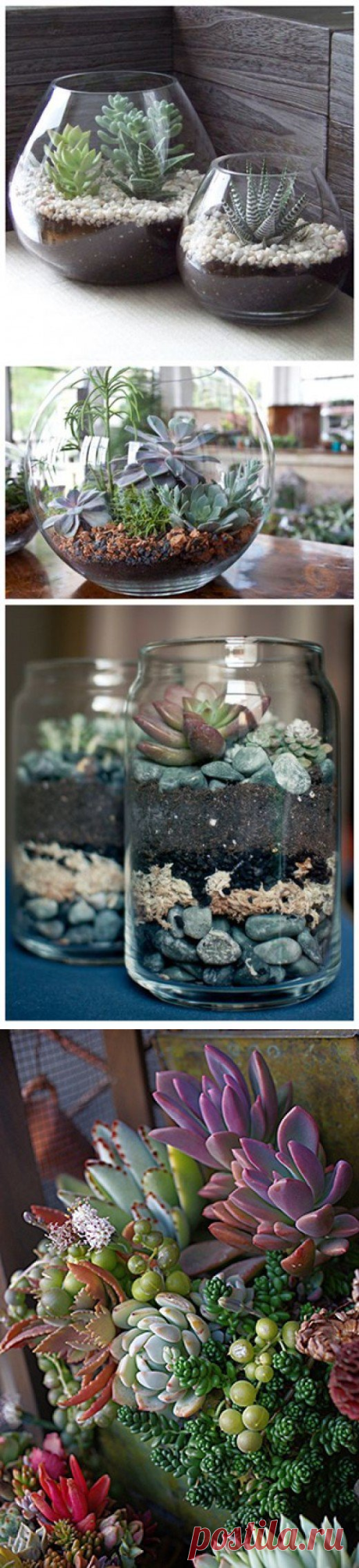 Succulent Gardens for Small Spaces | Dengarden