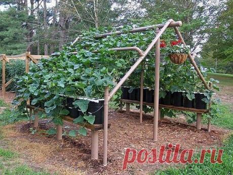 КЛУБ ОРГАНИЧЕСКОГО ЗЕМЛЕДЕЛИЯ | Самоцветик