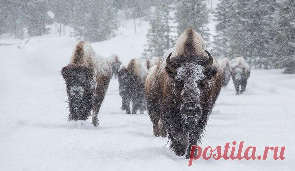 КРАСОТЫ ПРИРОДЫ