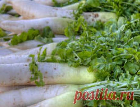 (Raphanus raphanistroides) – однолетник. Гигантская японская редька. Отличные вкусовые качества. Содержит много солей калия.