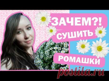 СУХОЦВЕТЫ || Как засушить ромашки? How to dry a chamomile?