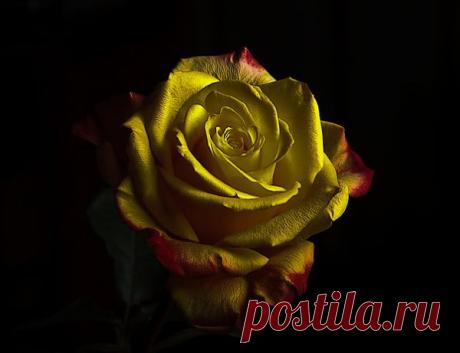 Роза