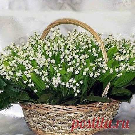 Ландыш - цветок серебристый, уютно спит под снегами, а весной, как слёзы, чистый, вновь ослепит жемчугами.