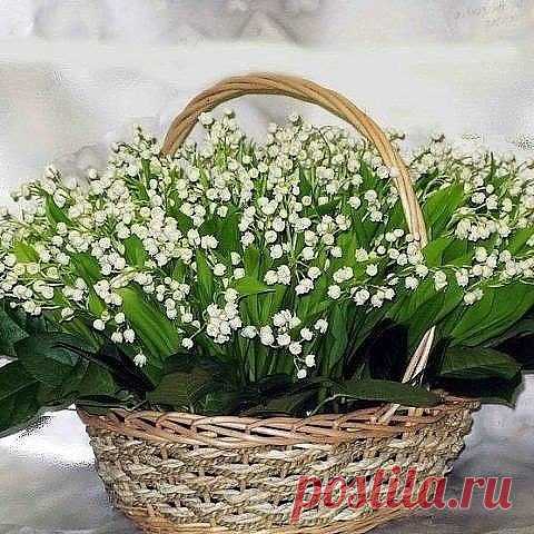 Ландыш - цветок серебристый, уютно спит под снегами, а весной, как слёзы, чистый, вновь ослепит жемчугами.