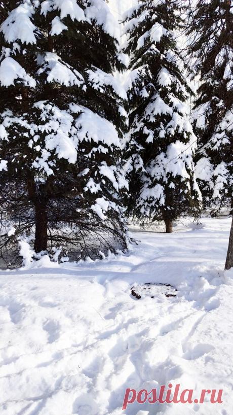 Шепоток на сосновую иголку для большого дохода на год. | Бабушка с мишуткой . | Яндекс Дзен