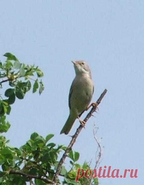 Василий Тимошин vasiliy-timoshin - Москва, Россия, 61 год на Мой Мир@Mail.ru