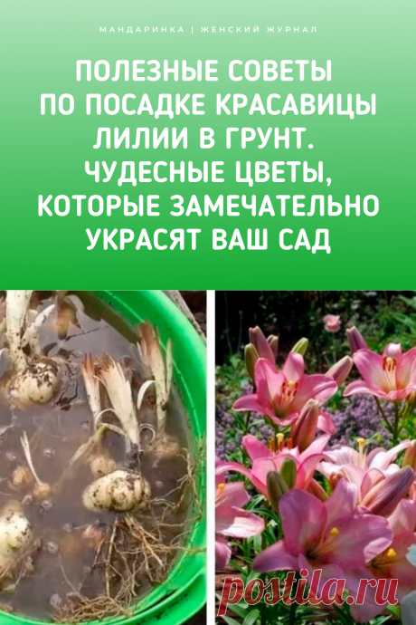 Полезные советы по посадке красавицы Лилии в грунт. Чудесные цветы, которые замечательно украсят ваш сад