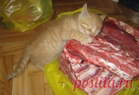 Веселые фотографии с животными