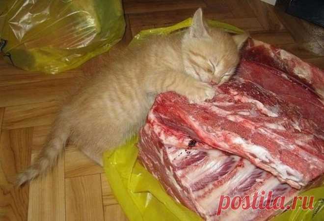 Веселые фотографии с животными