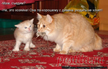 котоматрица лучшее за все время: 16 тыс изображений найдено в Яндекс.Картинках
