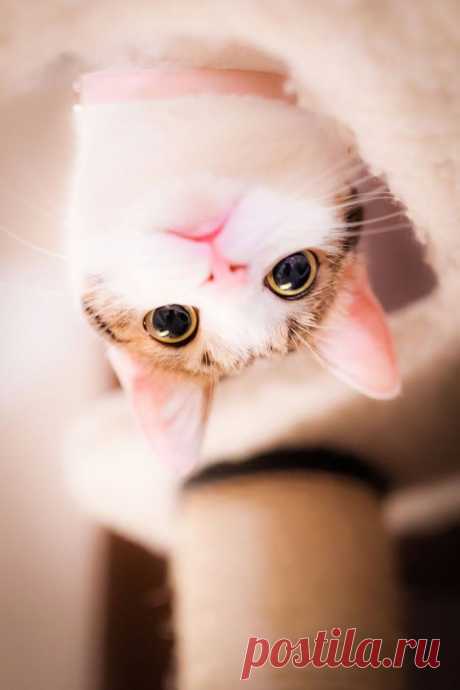 Котики Сейдзи Мамия