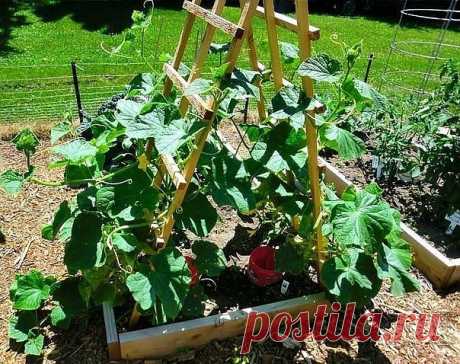 ФОРМИРОВАНИЕ ОГУРЦА, КАБАЧКА И ТЫКВЫ. ПРИЩИПЫВАНИЕ

Сформированный куст огурца на шпалере.

Прищипывание огурцов в открытом грунте

В домашних условиях огурцы лучше выращивать на шпалере или специальной сетке. Для новичков огородников очень важно знать, нужно ли проводить прищипку или нет. На вертикально расположенных побегах необходимость выполнения приема видна лучше.

Правила формирование куста огурцов:
Формирование 7-8 листьев на центральном побеге без появления боковы...
