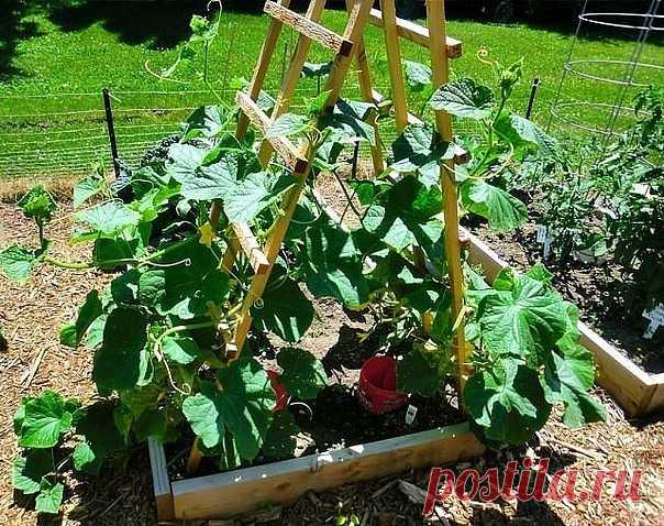 ФОРМИРОВАНИЕ ОГУРЦА, КАБАЧКА И ТЫКВЫ. ПРИЩИПЫВАНИЕ

Сформированный куст огурца на шпалере.

Прищипывание огурцов в открытом грунте

В домашних условиях огурцы лучше выращивать на шпалере или специальной сетке. Для новичков огородников очень важно знать, нужно ли проводить прищипку или нет. На вертикально расположенных побегах необходимость выполнения приема видна лучше.

Правила формирование куста огурцов:
Формирование 7-8 листьев на центральном побеге без появления боковы...