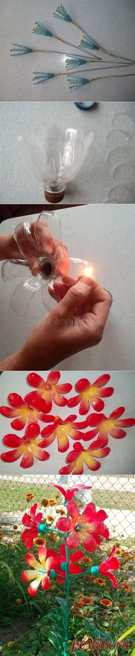 Кливия из пластиковых бутыло