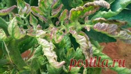 Борьба с фитофторой на помидорах самые эффективные средства
1. Чесночные опрыскивания 
Споры гриба погибают от чеснока. Первое опрыскивание надо провести перед образованием завязи, второе — через 10 дней после первого. Затем, если вы будете раз в 12-15 дней опрыскивать кусты томатов чесночным настоем, то результат будет.
Рецепт: На 10 литров воды — 1-1,5 стакана размельчённых головок и побегов чеснока (мезги) + 1,5-2 г марганцовки. Чеснок в воде настаивать сутки. Процедить и добавить марганцовк