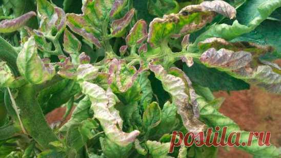 Борьба с фитофторой на помидорах самые эффективные средства
1. Чесночные опрыскивания 
Споры гриба погибают от чеснока. Первое опрыскивание надо провести перед образованием завязи, второе — через 10 дней после первого. Затем, если вы будете раз в 12-15 дней опрыскивать кусты томатов чесночным настоем, то результат будет.
Рецепт: На 10 литров воды — 1-1,5 стакана размельчённых головок и побегов чеснока (мезги) + 1,5-2 г марганцовки. Чеснок в воде настаивать сутки. Процедить и добавить марганцовк