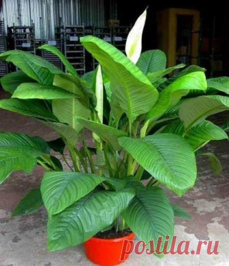 УХОД В ДОМАШНИХ УСЛОВИЯХ ЗА СПАТИФИЛЛУМОМ (ЖЕНСКИМ СЧАСТЬЕМ)