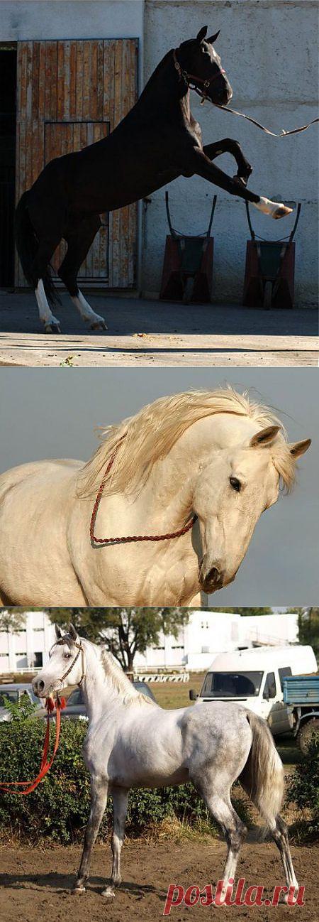 Орловский рысак,