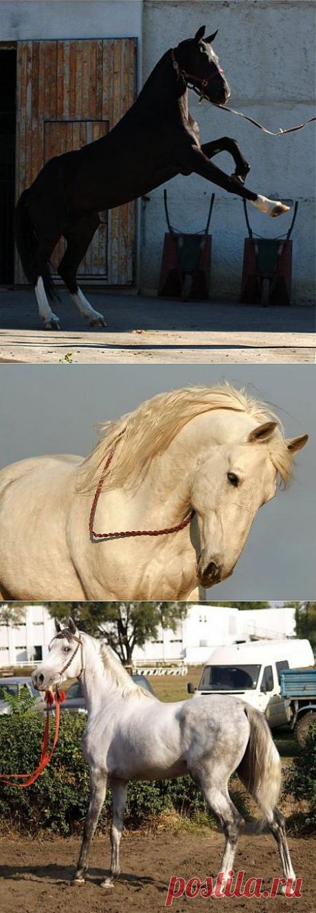 Орловский рысак,