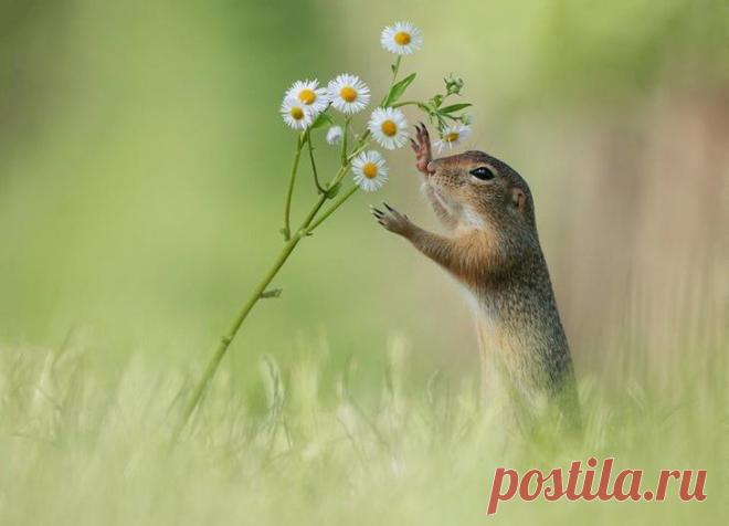 Замечательные фотографии животных от Юлиана Рада
