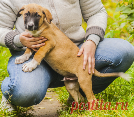 Щенки Джеки, Зайка, Бася, Рон, Ринго и Бенджи в дар! Москва и МО – ZOOCHARITY | БУДЬ МИЛОСЕРДНЫМ К БРАТЬЯМ МЕНЬШИМ!, пользователь Natalia Chiki | Группы Мой Мир