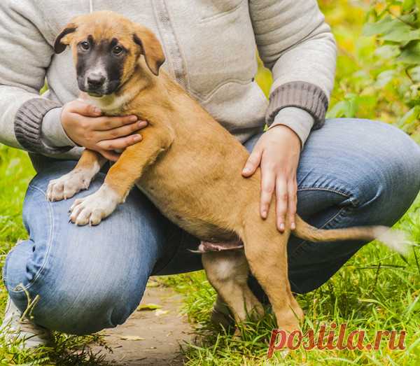 Щенки Джеки, Зайка, Бася, Рон, Ринго и Бенджи в дар! Москва и МО – ZOOCHARITY | БУДЬ МИЛОСЕРДНЫМ К БРАТЬЯМ МЕНЬШИМ!, пользователь Natalia Chiki | Группы Мой Мир