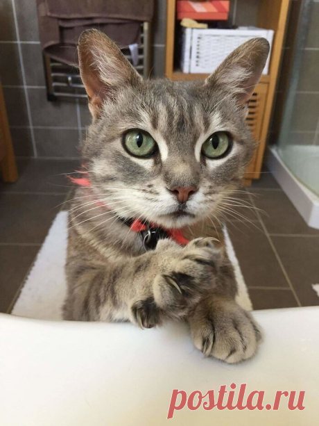 Коты, которые слышать ничего не хотели о вашем личном пространстве