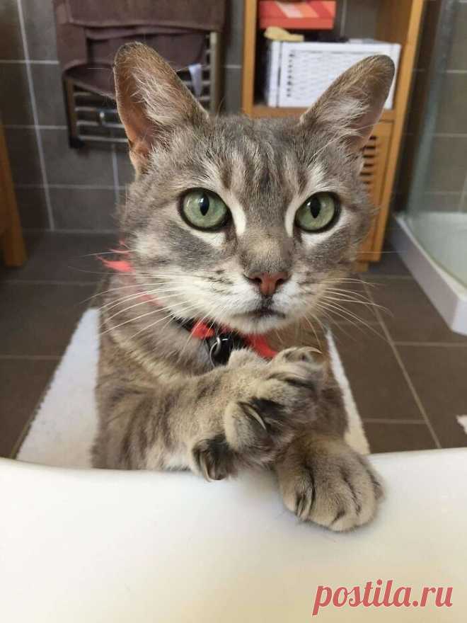 Коты, которые слышать ничего не хотели о вашем личном пространстве