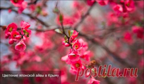 В Крыму цветет японская айва