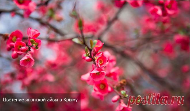 В Крыму цветет японская айва