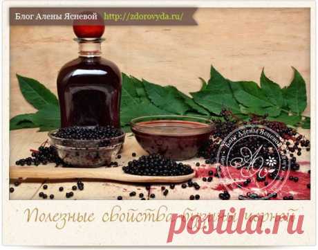 Бузина черная-целебные свойства ягод дерева судьбы и способы их применения для нашего здоровья