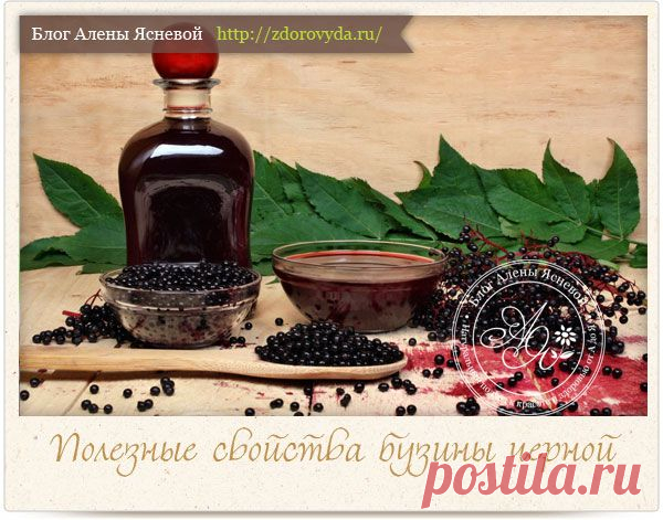 Бузина черная-целебные свойства ягод дерева судьбы и способы их применения для нашего здоровья