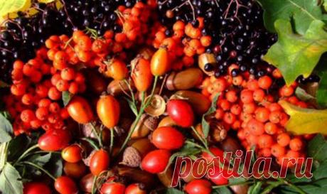 Польза ягод для здоровья | Эффективное похудение. Все виды диет Польза ягод для здоровья