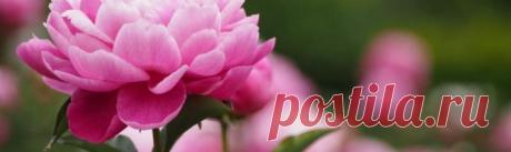 Чем удобрять пионы осенью: обзор эффективных подкормок