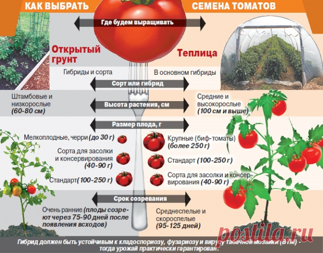 Выращивание рассады томатов в домашних условиях