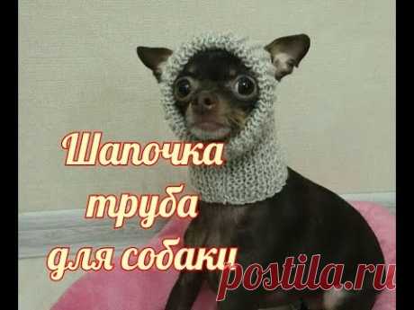 Шапочка труба для собаки