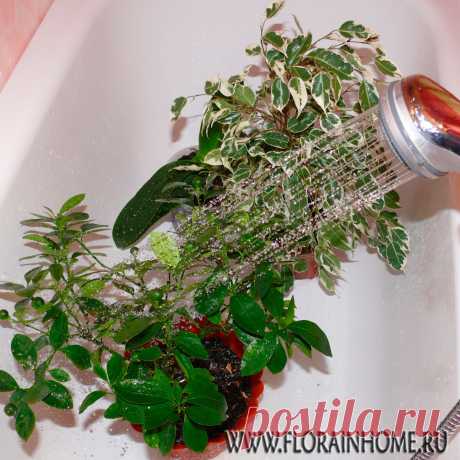 Горячий душ для растений | Flora In Home