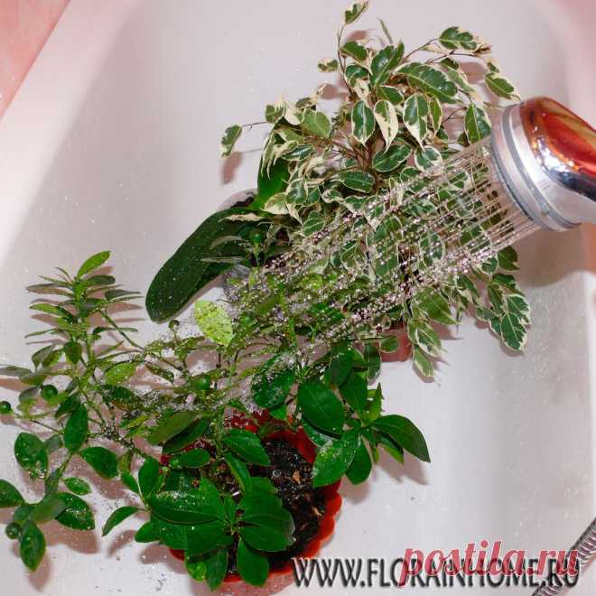 Горячий душ для растений | Flora In Home