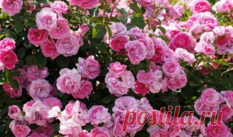 На заметку садоводам: Рецепт с водкой спасает сад от тли - Сайт для женщин Водка большинством воспринимается как алкогольный напиток. Однако его стоит взять на заметку садоводам, особенно любителям выращивать розы. Несмотря на всю красоту этих цветов, они могут быть очень привередливы. Если куст начал подопревать, не торопитесь списывать его со счетов. Попробуйте использовать водку. Разведите 1 стакан алкогольного напитка в ведре воды и полейте этой смесью куст. Цветы …